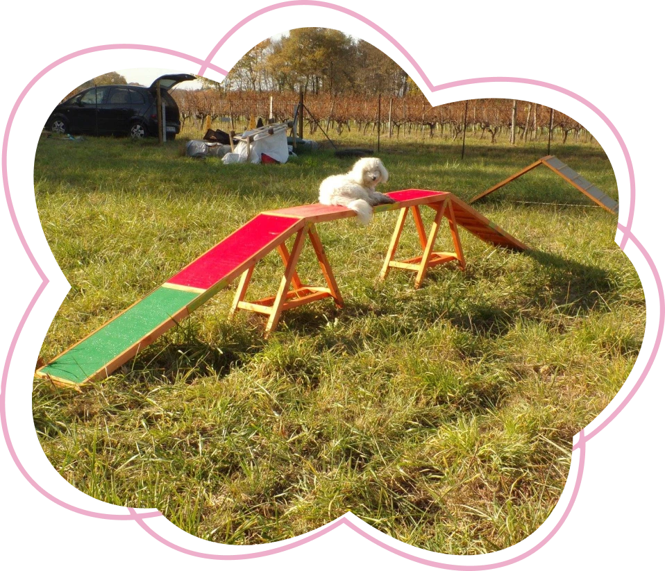Des Loulous Bien Sage Educateur Canin Langon Centre Deducation Et De Psychologie Canine